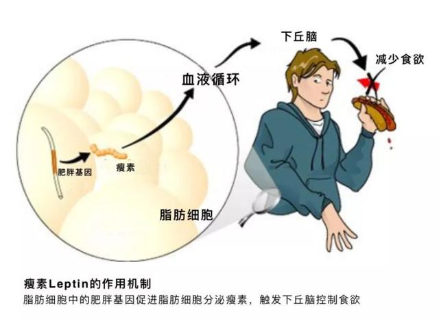 食欲旺盛,难以控制,是"易胖体质?其实是一种荷尔蒙作怪!