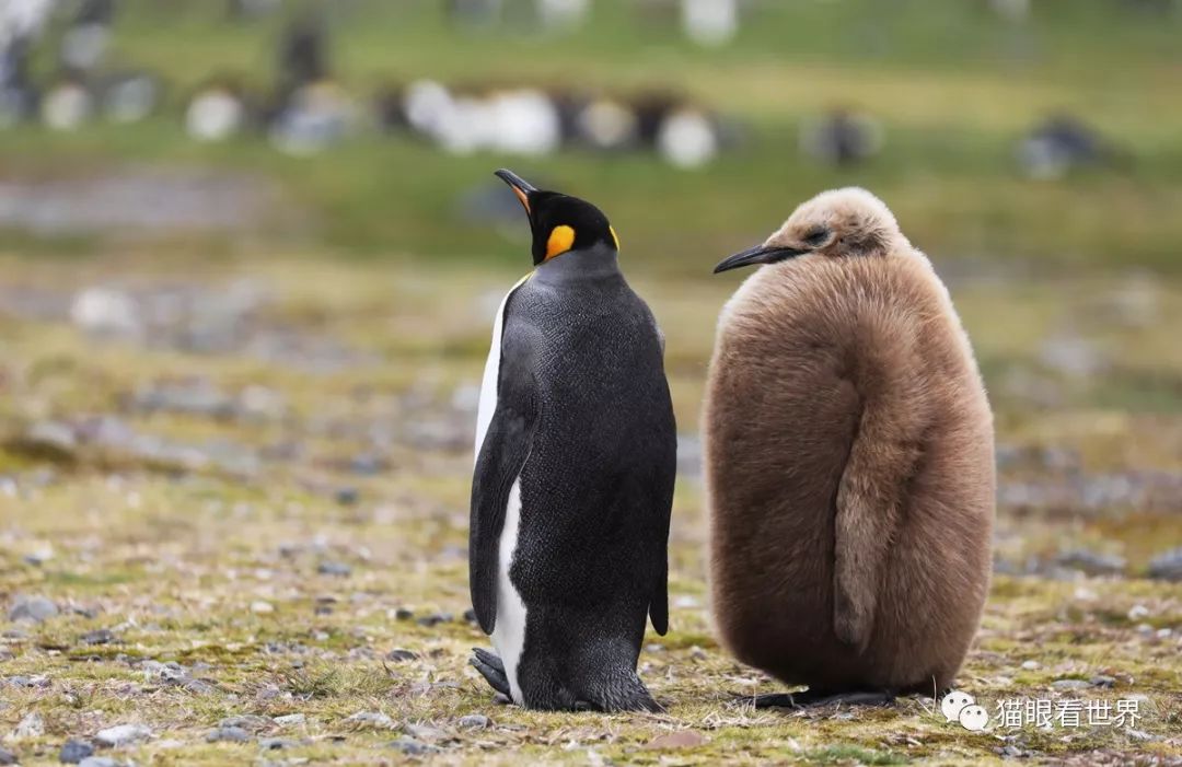 南乔治亚岛,上一年出生的王企鹅的宝宝们都已经成长为一个个圆滚滚的
