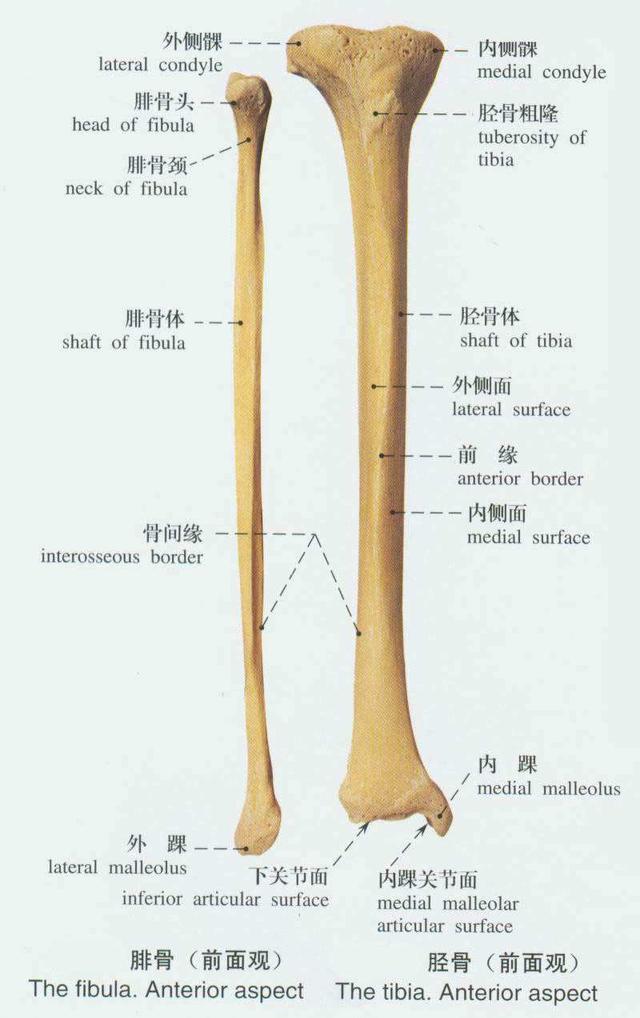 下肢骨侧面图片