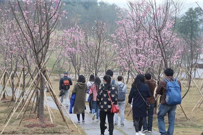 南宁终于有樱花园啦近6000株樱花树花开正旺趁人山人海之前赶紧去