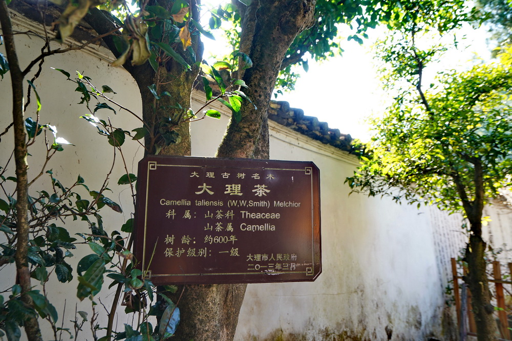 六百年古韵:感通寺里感通佛茶,太稀少珍贵庙里法师舍不得自己喝