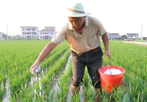 肥料涨价,农民别怕!掌握这些施肥妙招,又省钱效果又好!