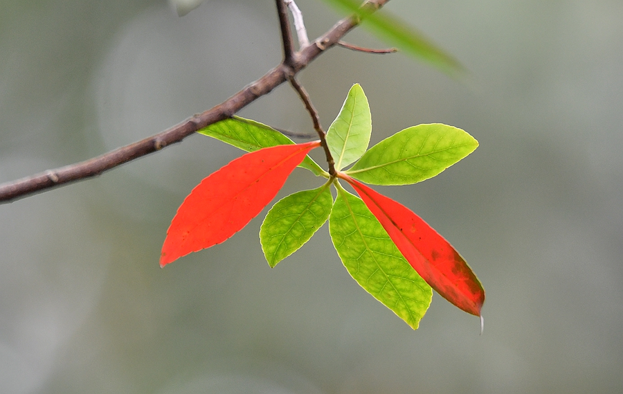 山杜英,一年四季常挂几片红叶,红绿相间,红得如此壮烈