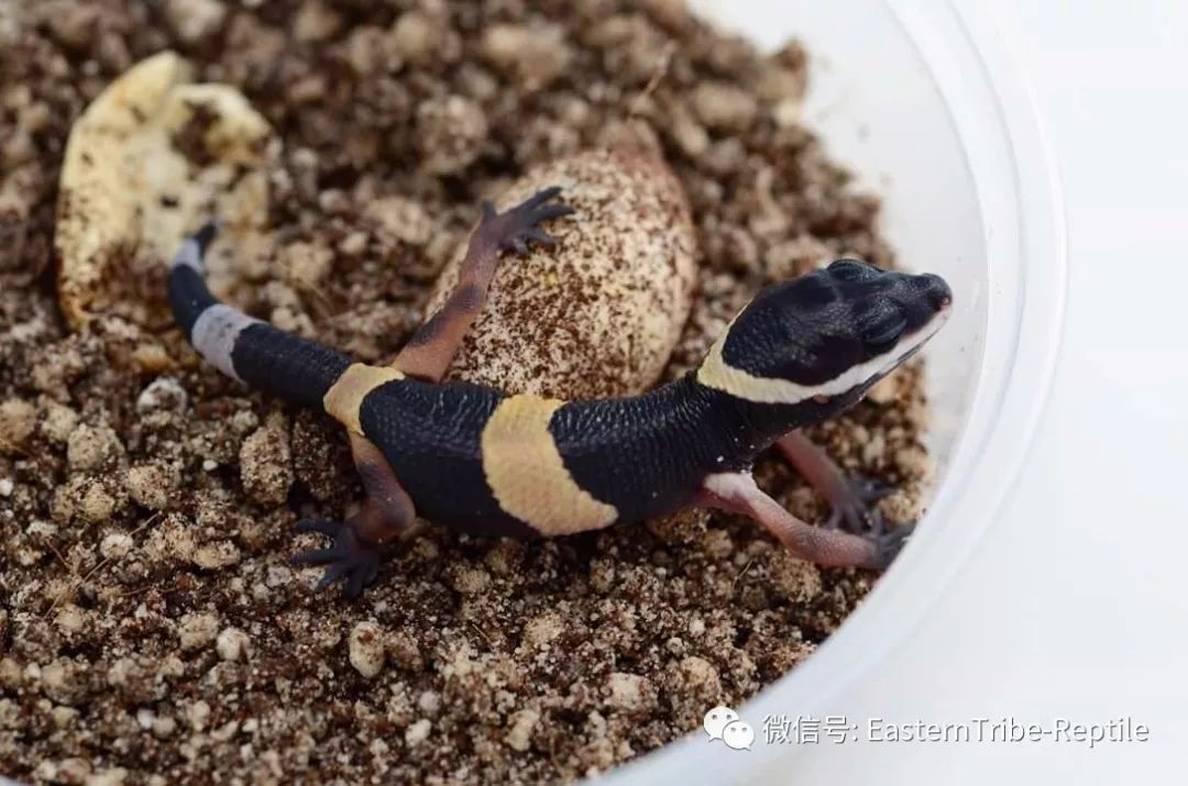 东邪图鉴eublepharis斑睑虎属豹纹守宫leopardgecko的全家福