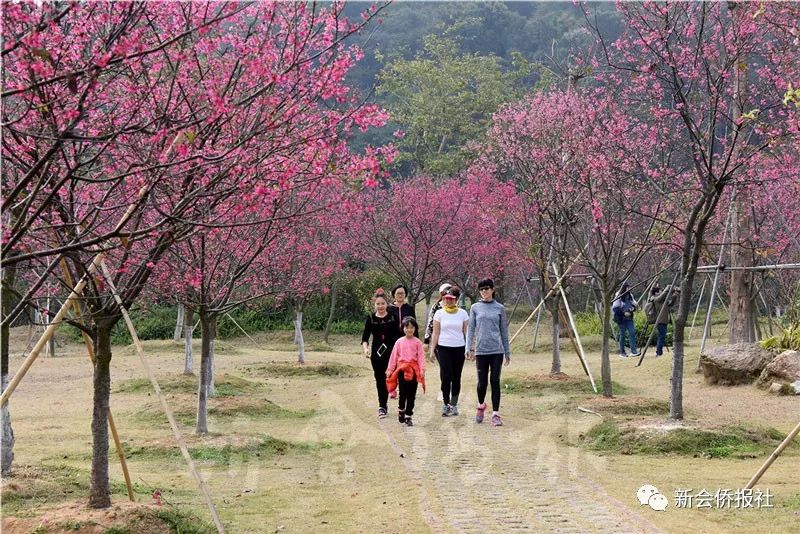 圭峰山樱花2021图片