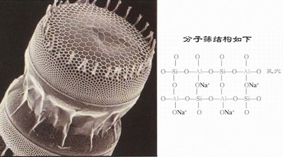 硅藻土微观结构图图片