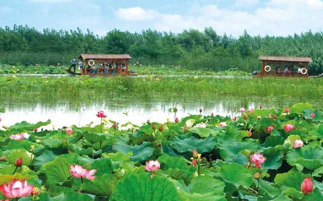 暢跑大湖溼地!泗洪生態溼地半馬 | 報名中