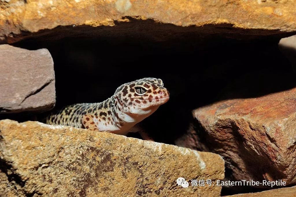 东邪图鉴eublepharis斑睑虎属豹纹守宫leopardgecko的全家福