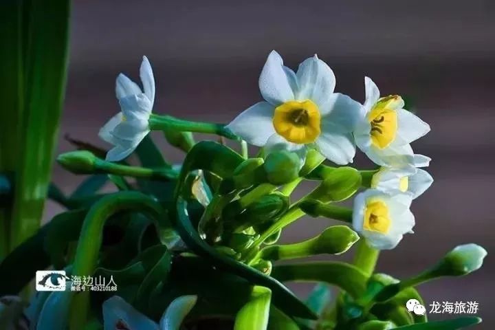 中国十大名花龙海水仙花