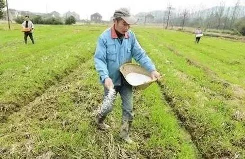 肥料涨价,农民别怕!掌握这些施肥妙招,又省钱效果又好!