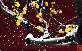 大雪纷飞梅花动态图图片