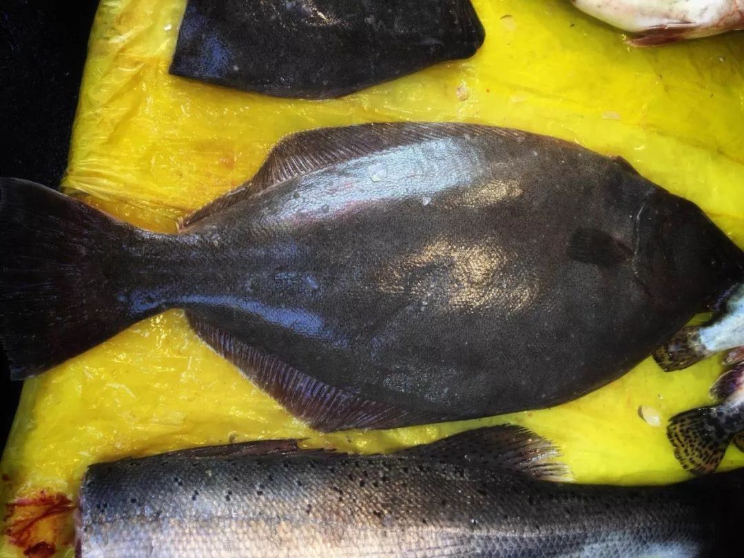 厦门鱼种类图片