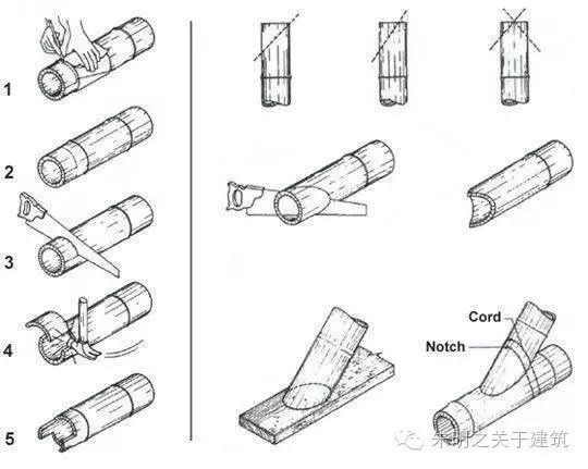 竹子的结构部位示意图图片