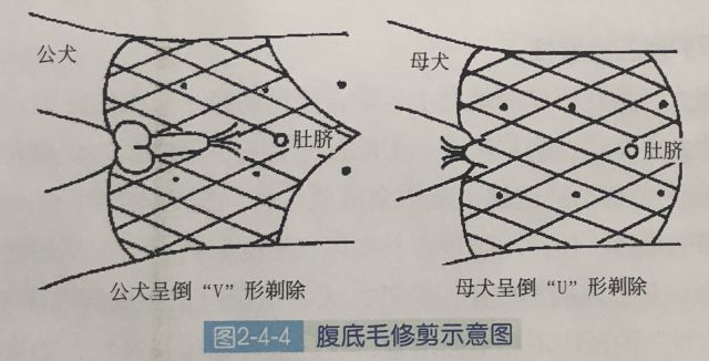 泰迪自己在家修剪图解图片