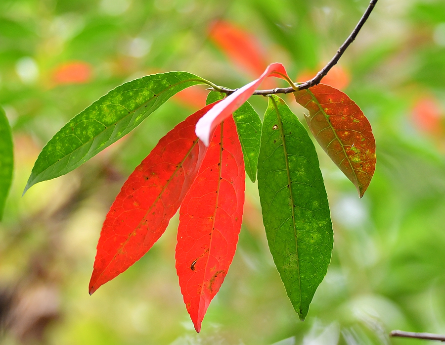 山杜英,一年四季常挂几片红叶,红绿相间,红得如此壮烈