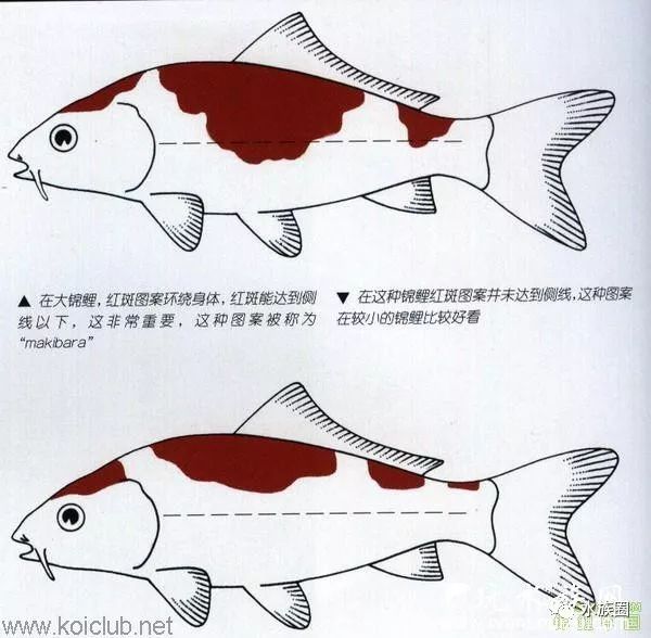 熊猫鼠鱼公母图解图片