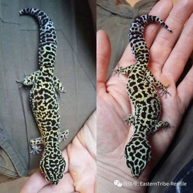 东邪图鉴eublepharis斑睑虎属豹纹守宫leopardgecko的全家福