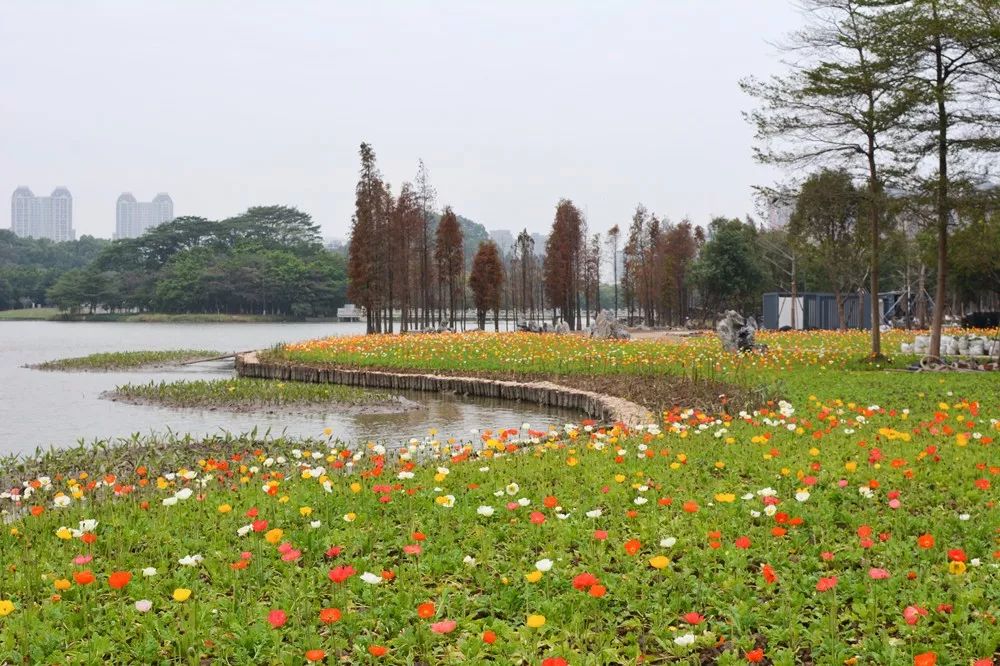 顺峰山公园湿地花海图片