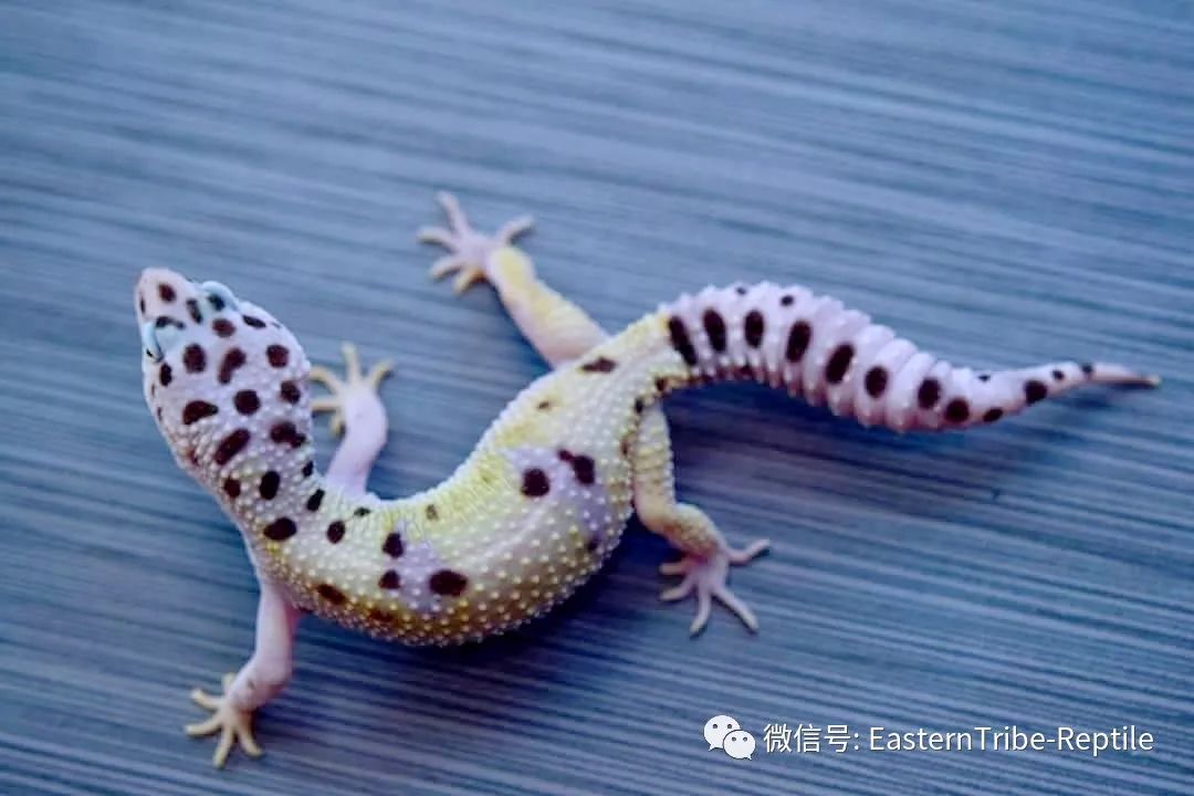 东邪图鉴eublepharis斑睑虎属豹纹守宫leopardgecko的全家福