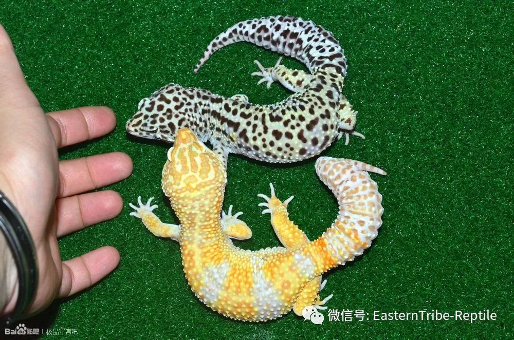 东邪图鉴eublepharis斑睑虎属豹纹守宫leopardgecko的全家福