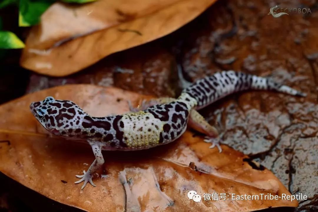 东邪图鉴eublepharis斑睑虎属豹纹守宫leopardgecko的全家福