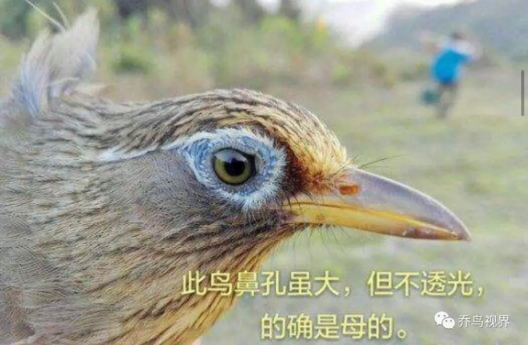 母画眉引公画眉鸟叫图片