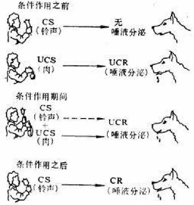 不懂学生心理如何搞好教学16例常考心理学实验助你笔试通关