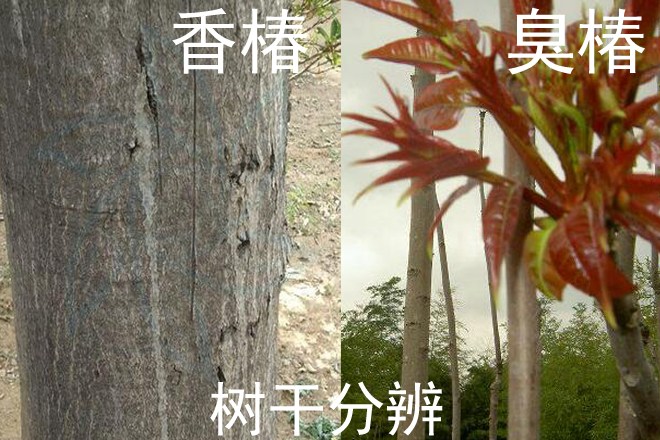 农村里分辨香椿树和臭椿树不只是靠闻 还有这4种办法