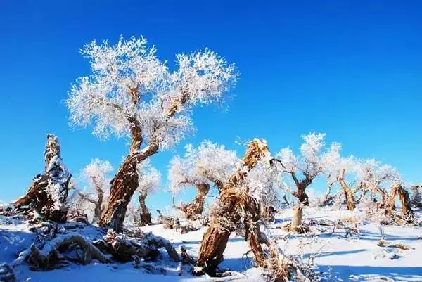 沙漠雪景称奇,新疆下了一场雪 美哭了全世界