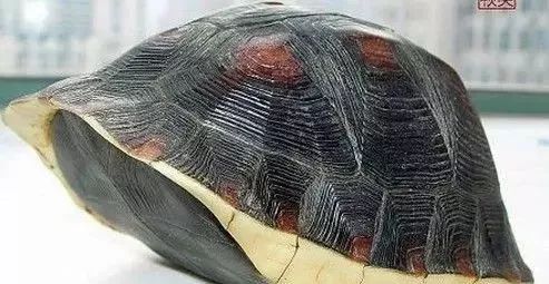 西非侧颈龟闭壳图片