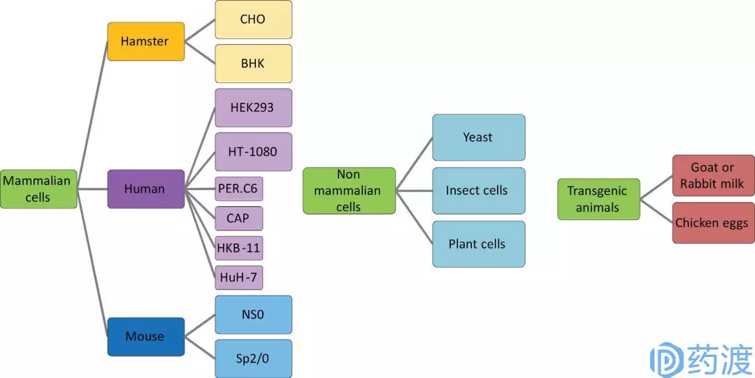 蛋白合成所采用的宿主细胞 筛选系统和基因工具介绍