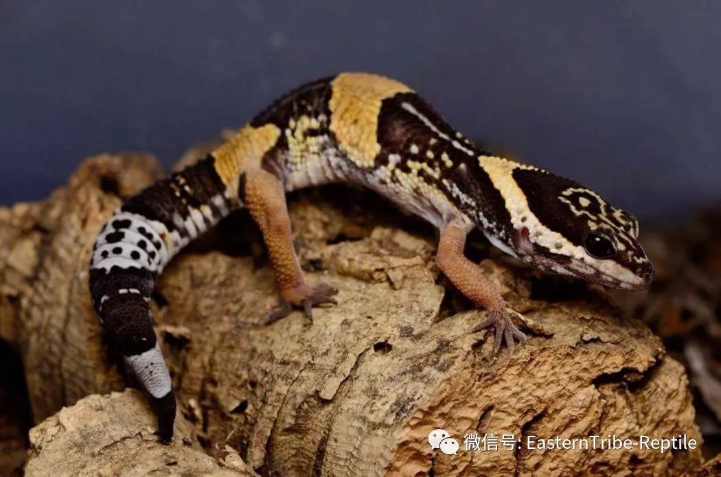 东邪图鉴eublepharis斑睑虎属豹纹守宫leopardgecko的全家福