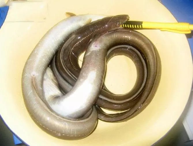 几十元一斤的海鳝只在晚上才能钓到让你百吃不厌