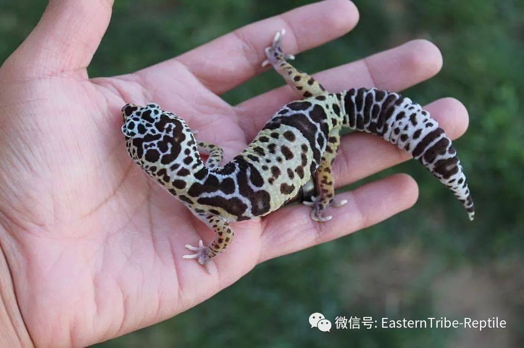 东邪图鉴eublepharis斑睑虎属豹纹守宫leopardgecko的全家福