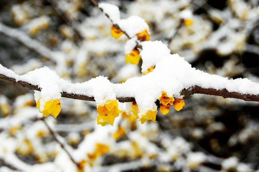 图文中国洛阳城里踏雪寻梅