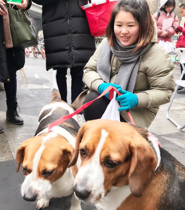 成都爱狗蝴蝶结图片