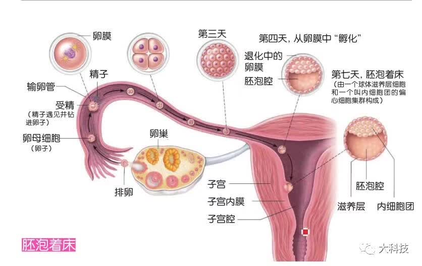 子宫的血液供应图图片