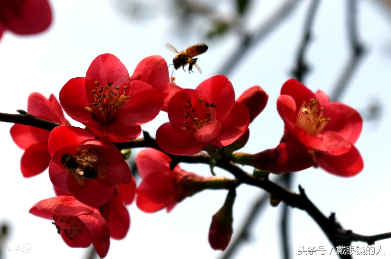 鄂州市市花图片