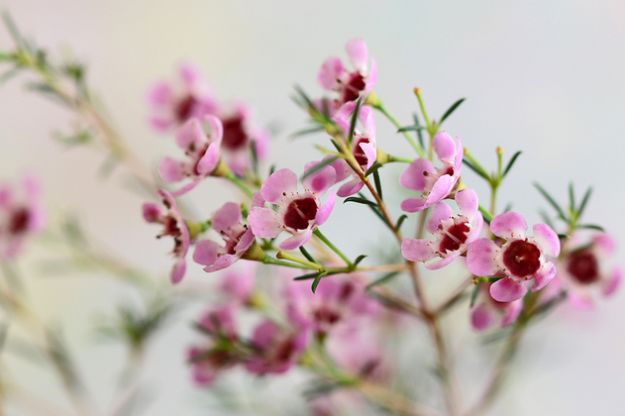 也叫风蜡花,淘金彩梅,杰拉尔顿腊花,是桃金娘科多年生常绿灌木.