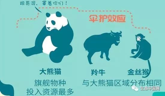 中国濒危动物分布图图片