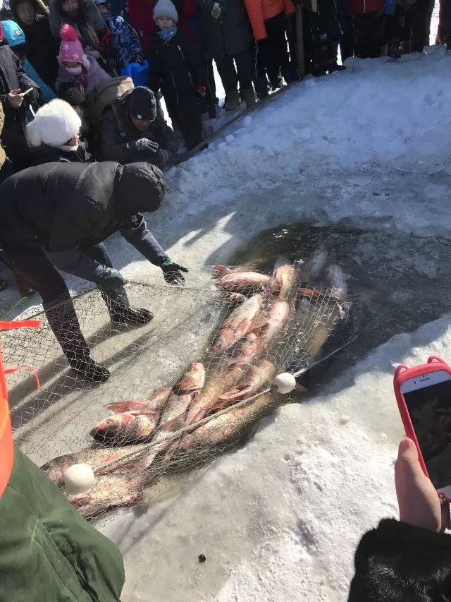 福海冬捕节头鱼图片