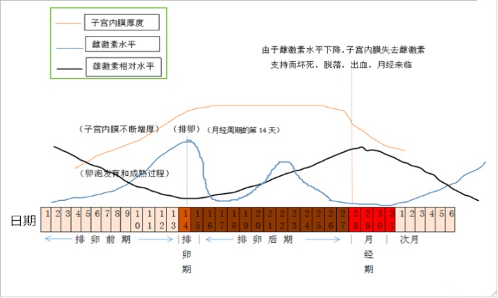 此時因為受體內雄性激素水平相對升高的影響肌膚屏障功能會下降,容易