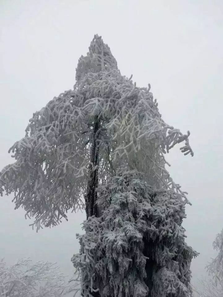 石柱黄水雪景图片