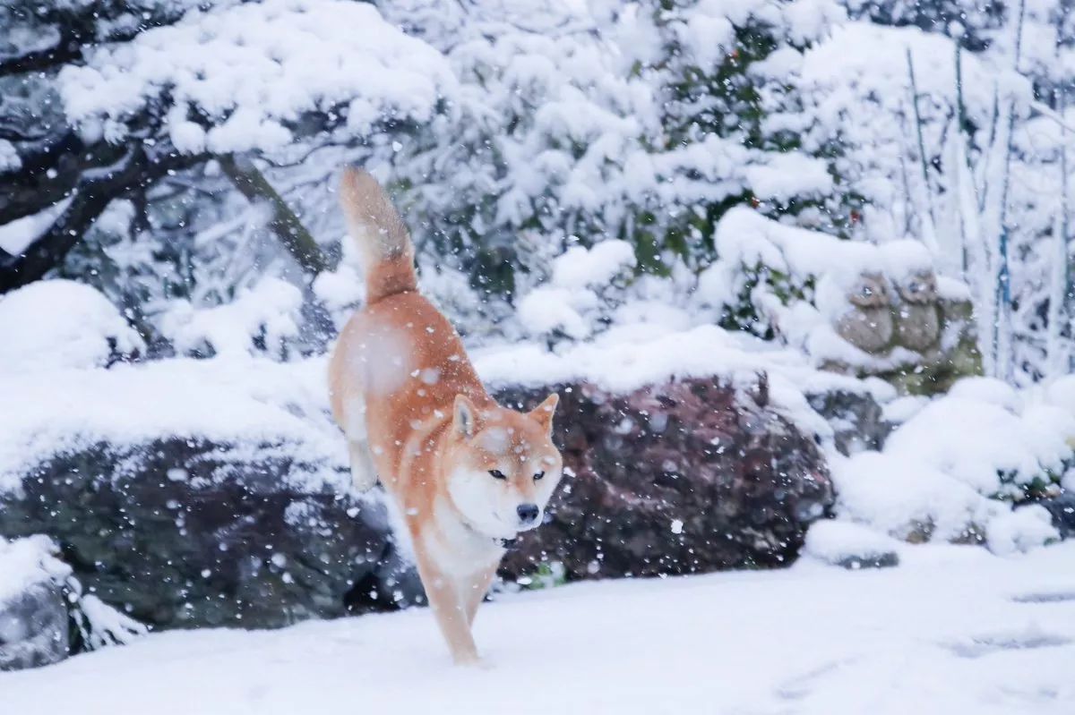 大雪那天,这只柴犬的所作所为让无数网友感同身受