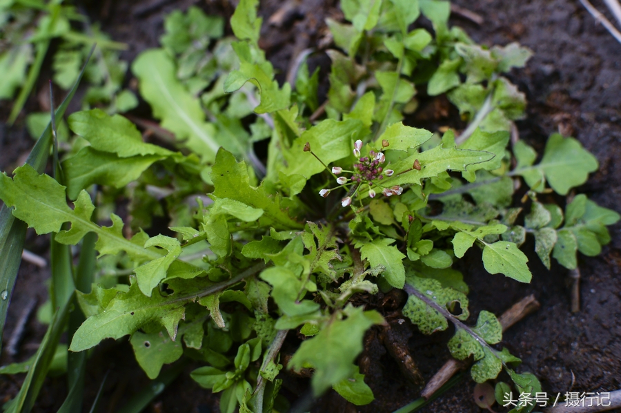 農村兩種野菜野外隨處可見都是餐桌上的美味還有食療功效