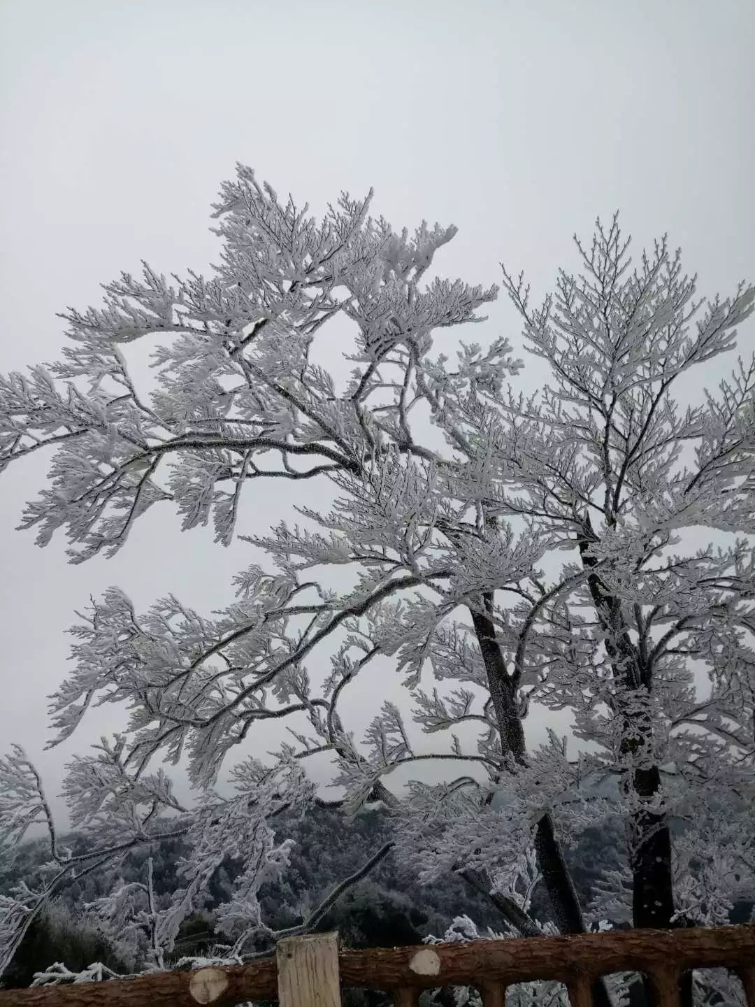 石柱黄水雪景图片