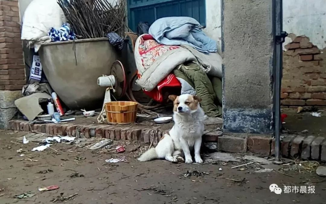 忠犬八公幕后花絮图片