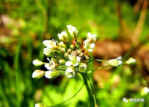 韓邦亭鄭可薺菜花開序