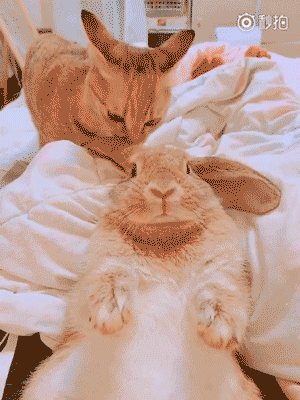 兔耳朵猫表情包图片