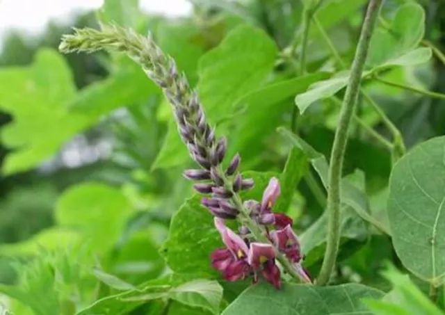 野草大全药用图片